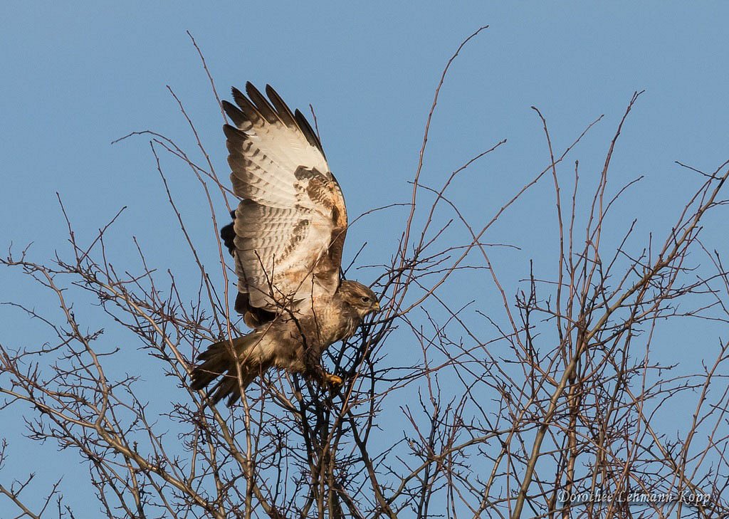 Bussard