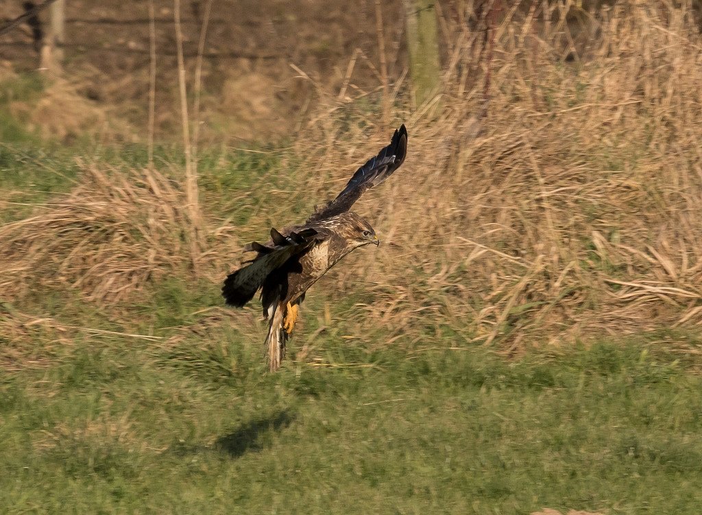 Bussard
