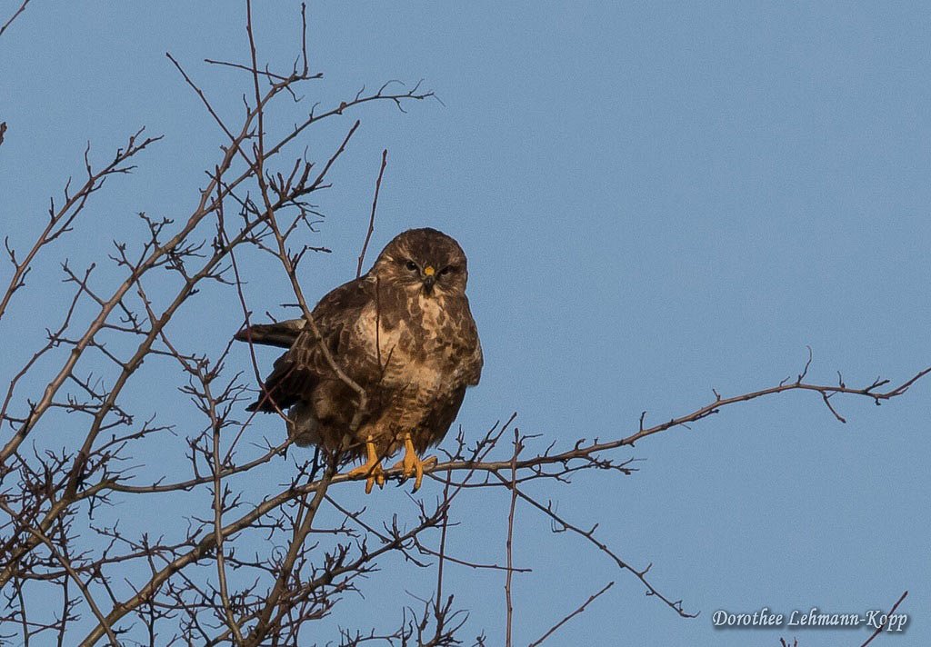 Bussard