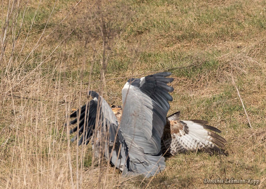 Bussard