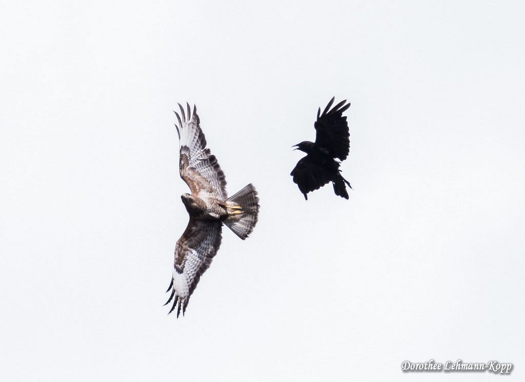 Kraehe attackiert Bussard