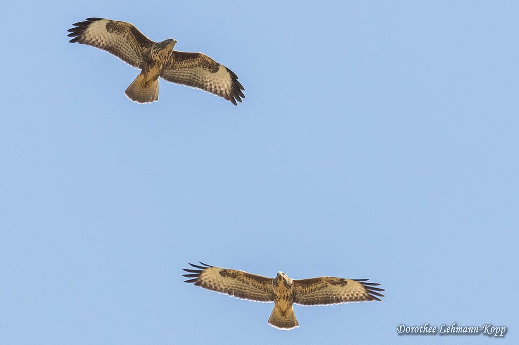 Bussard