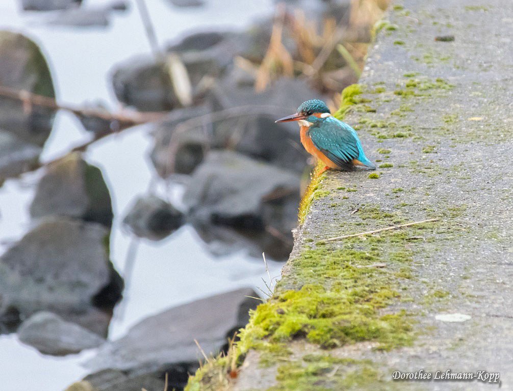 Eisvogel