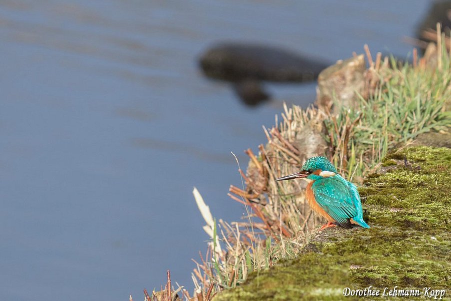 Eisvogel