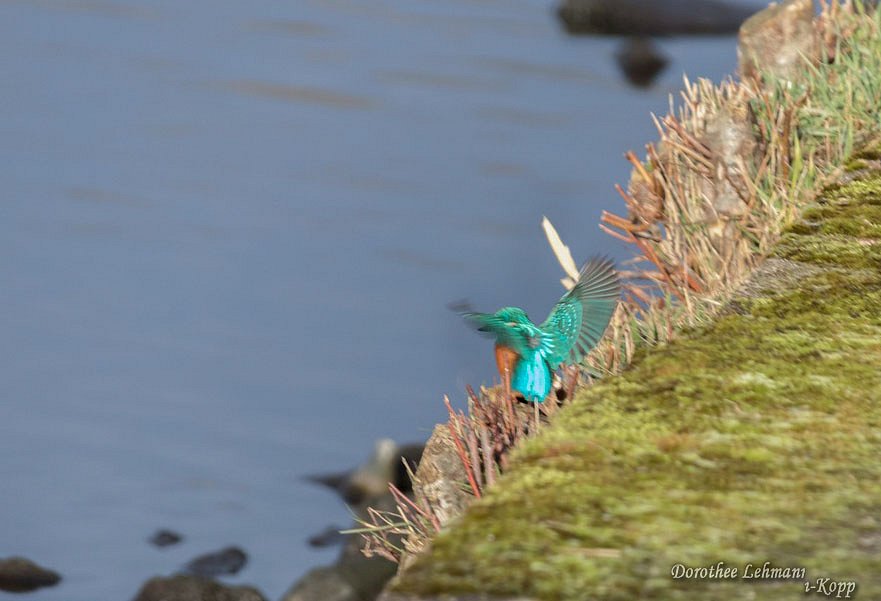 Eisvogel