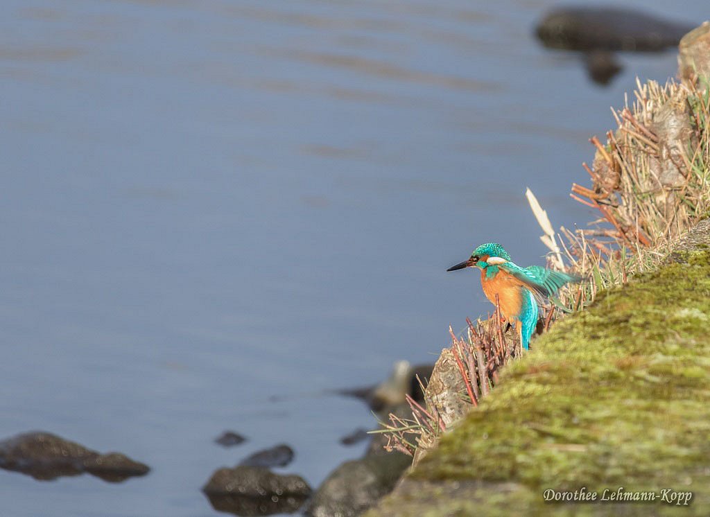 Eisvogel