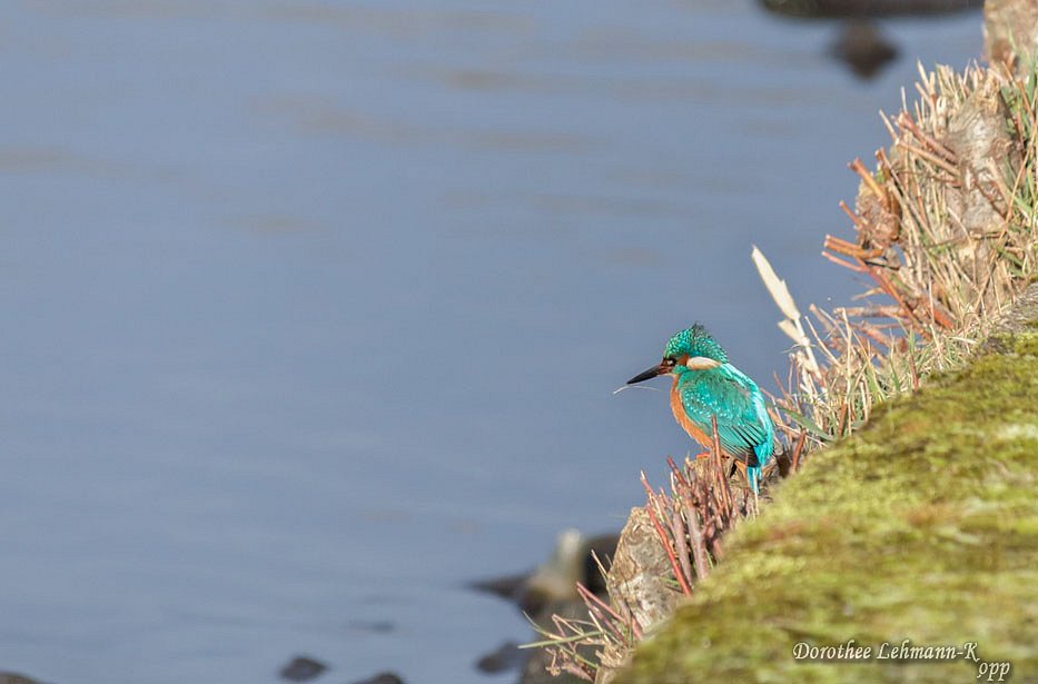 Eisvogel
