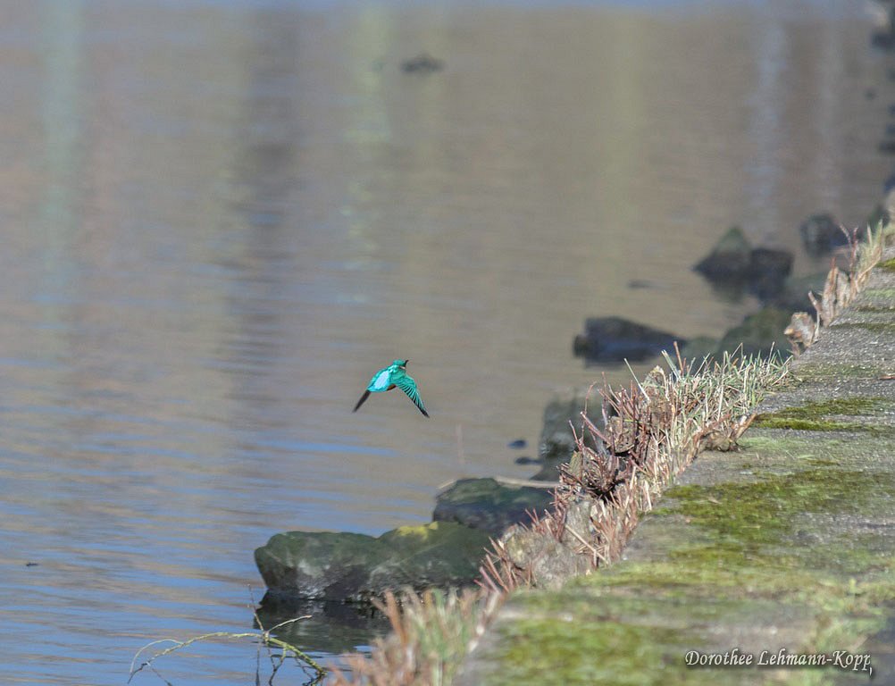 Eisvogel, Belegbild