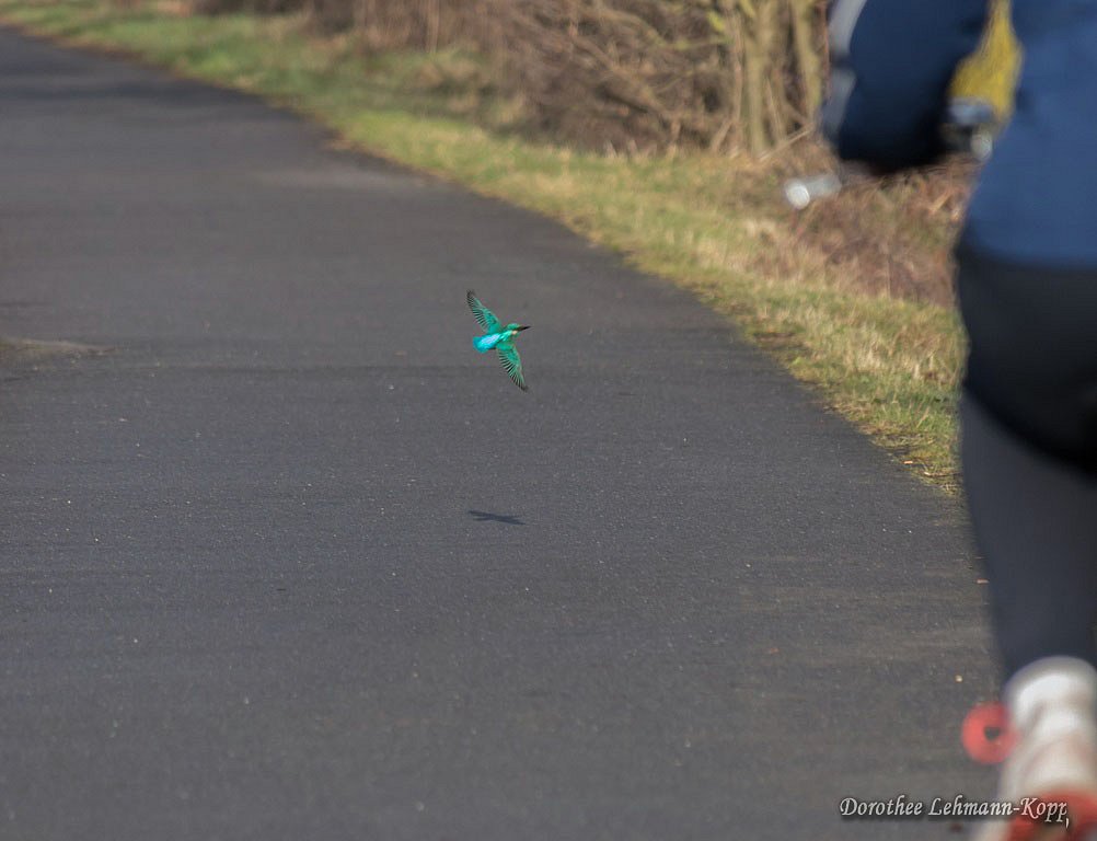 Eisvogel - Cooles Kerlchen, Belegbild