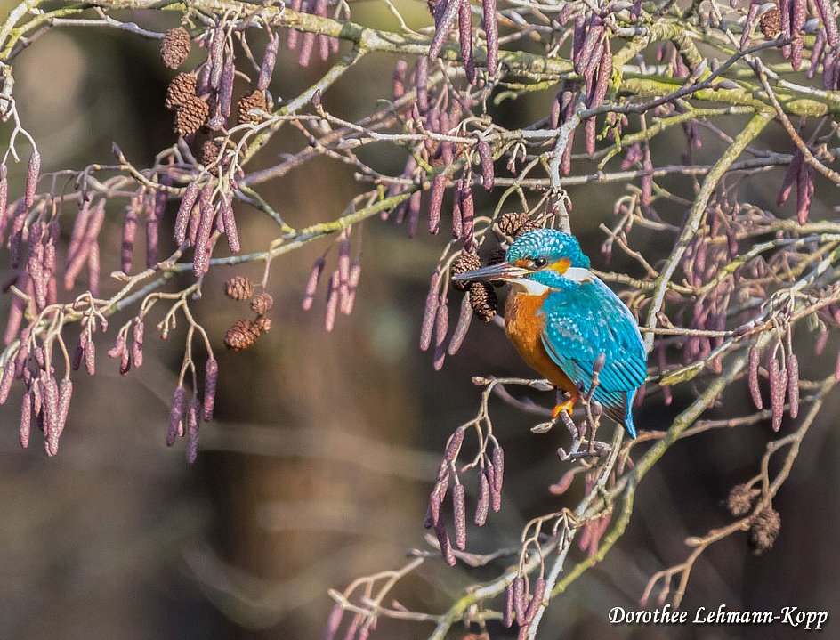 Eisvogel