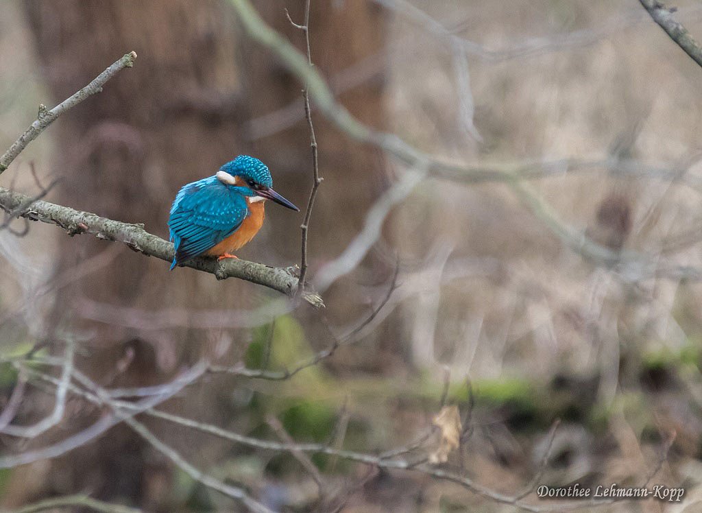 Eisvogel