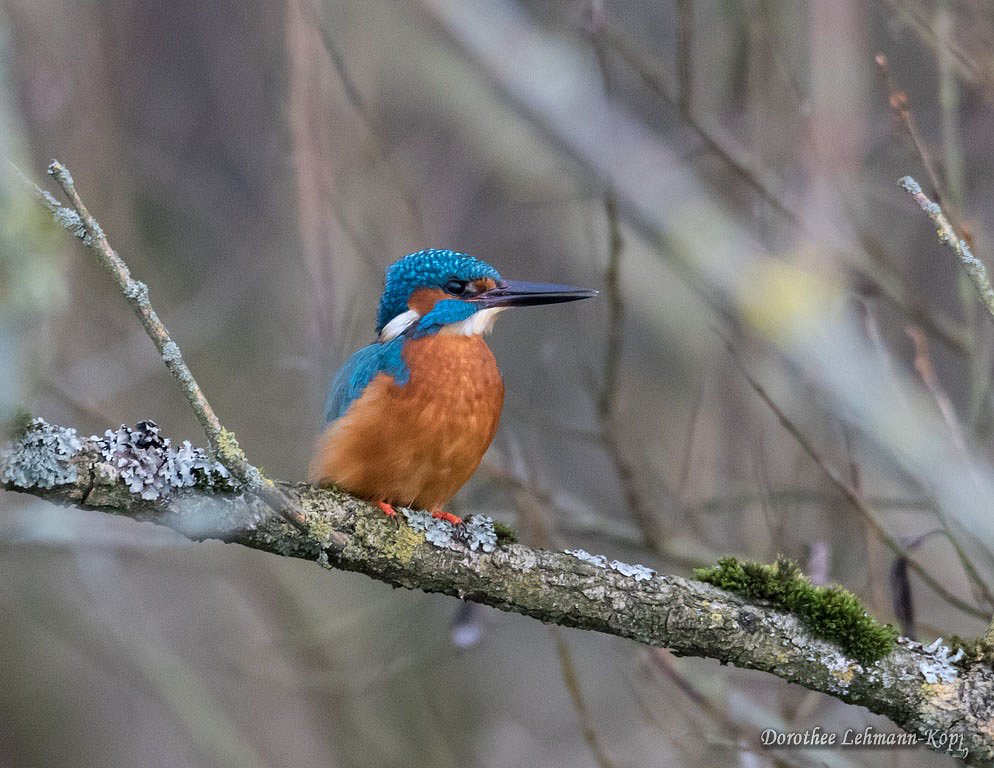 Eisvogel