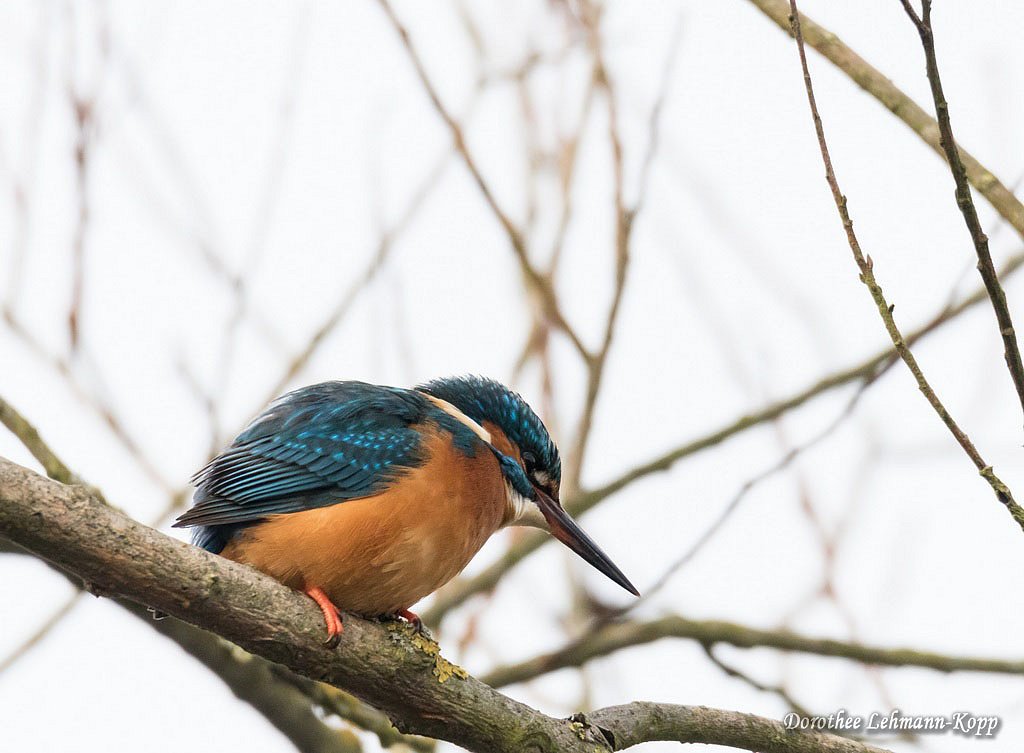 Eisvogel