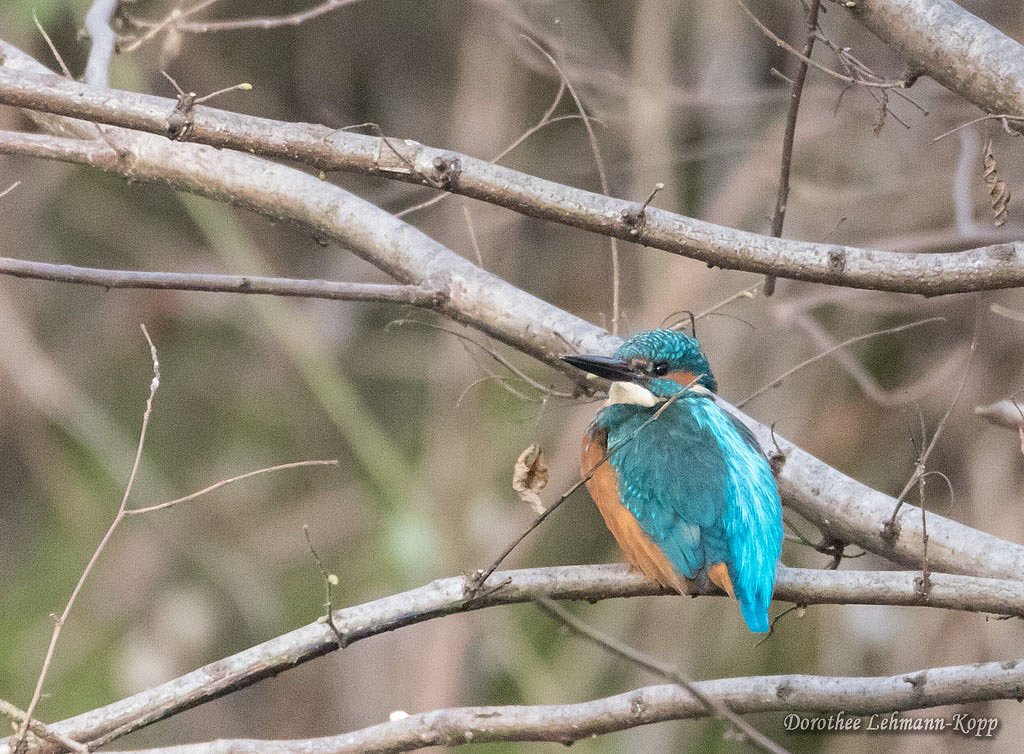 Eisvogel