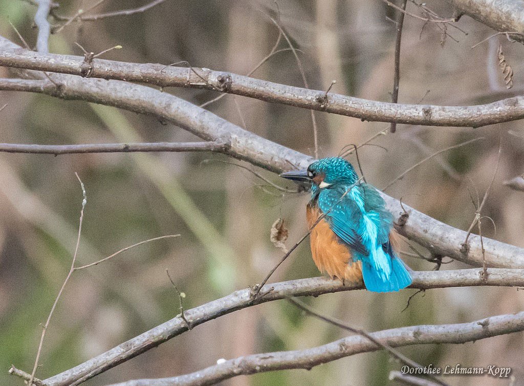 Eisvogel
