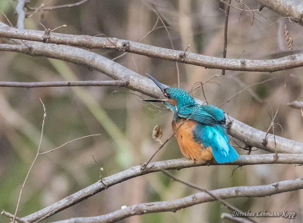 Eisvogel