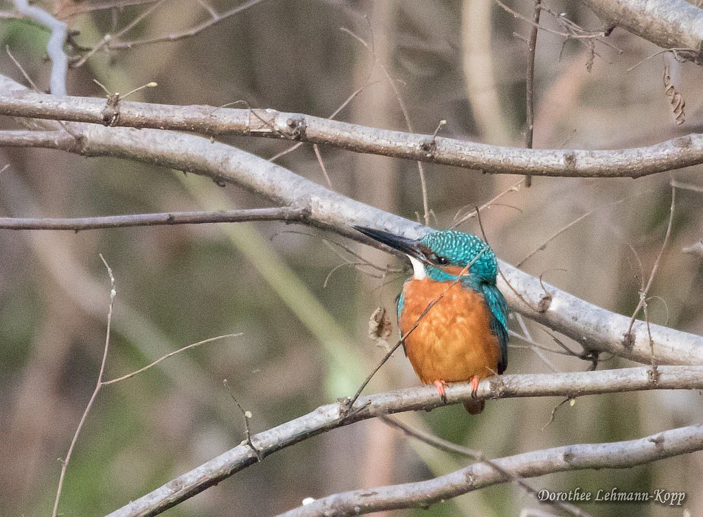 Eisvogel