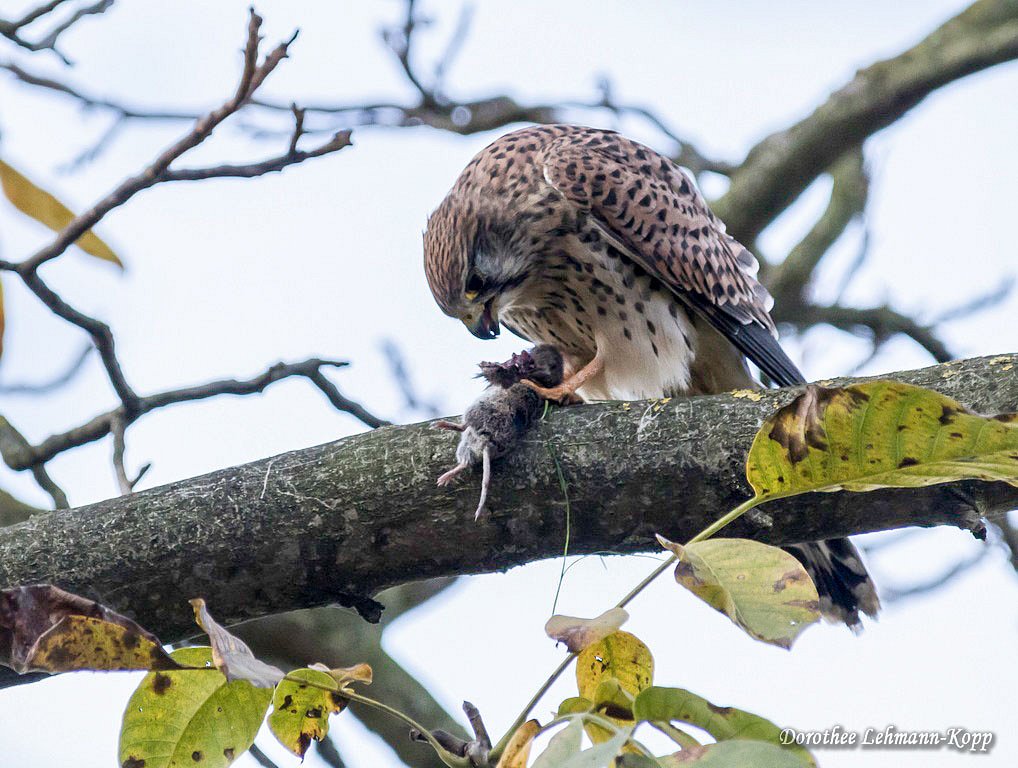 Turmfalke, Terzel