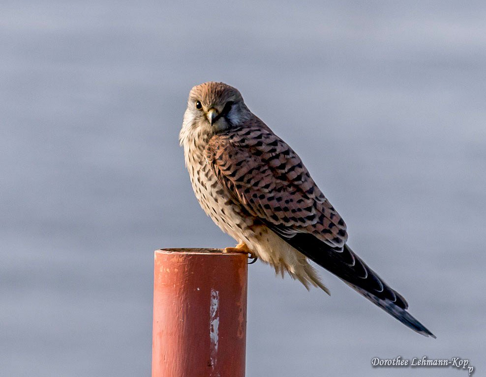Turmfalke, weiblich