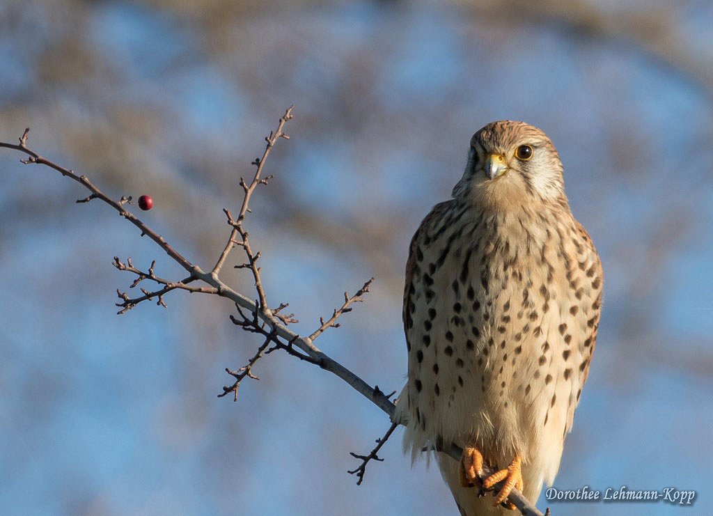 Turmfalke, weiblich