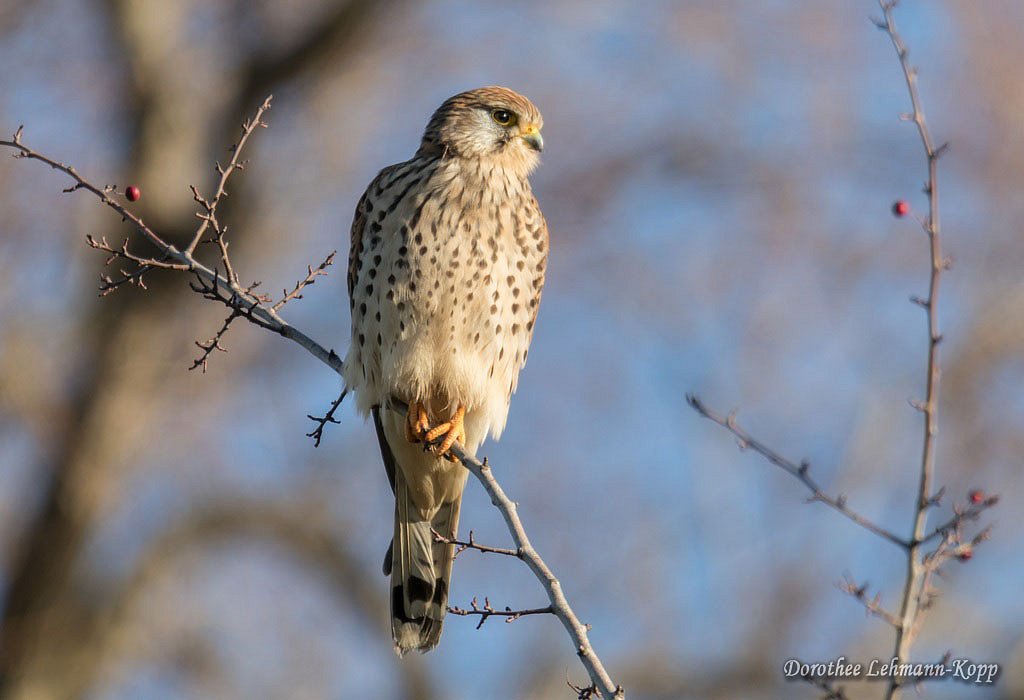 Turmfalke, weiblich