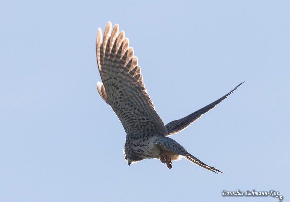 Turmfalke, weiblich