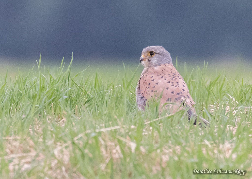 Turmfalke, Terzel