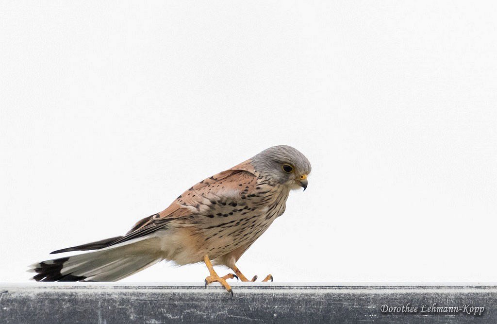 Turmfalke, Terzel