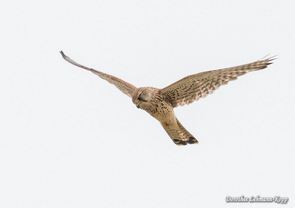 Turmfalke weiblich, Ruettelflug