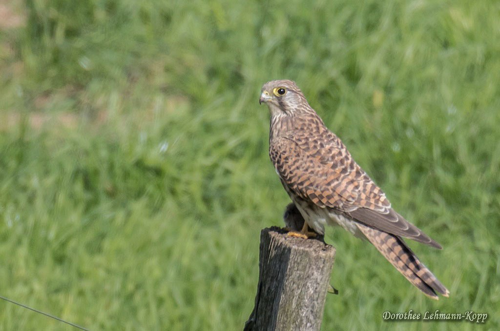 Turmfalke, weiblich