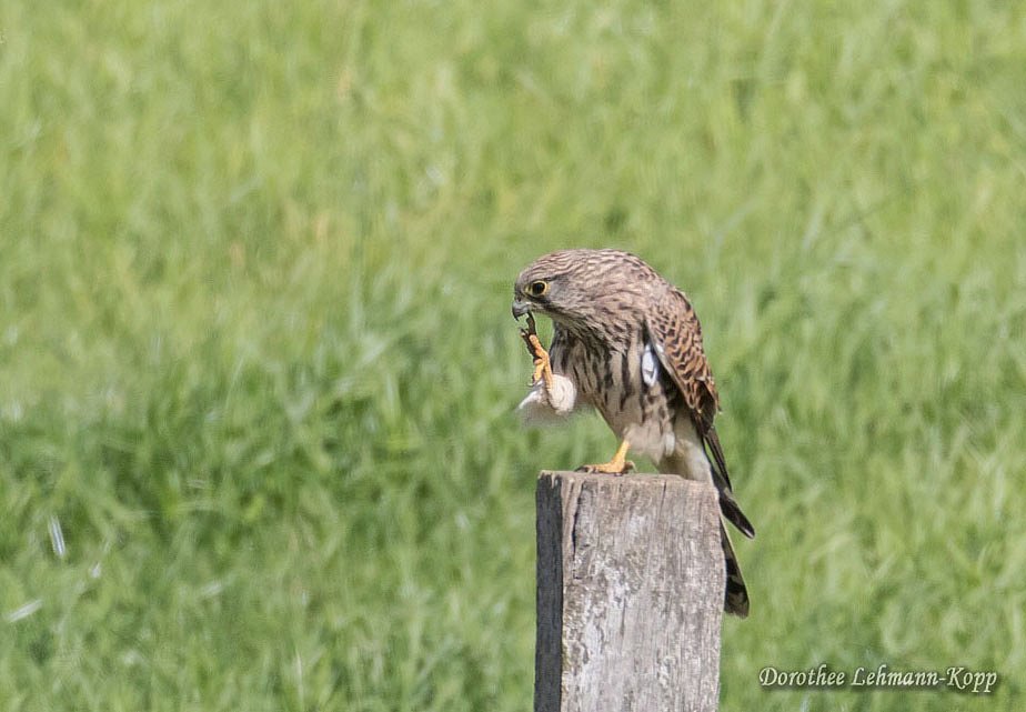Turmfalke, weiblich