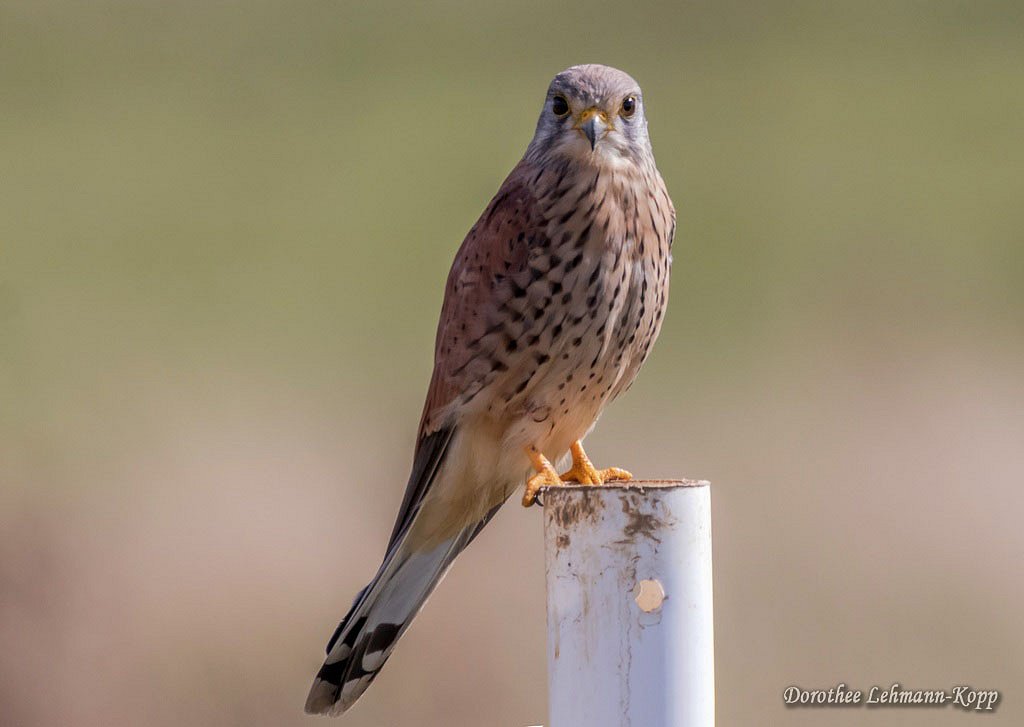 Turmfalke, Terzel