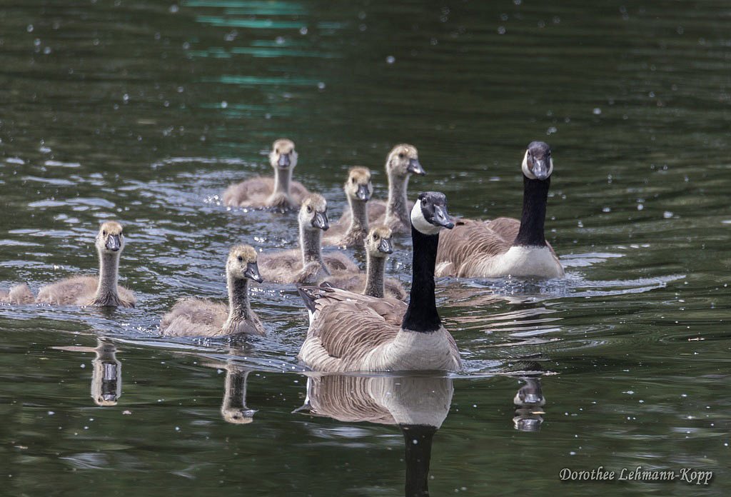 Gänse
