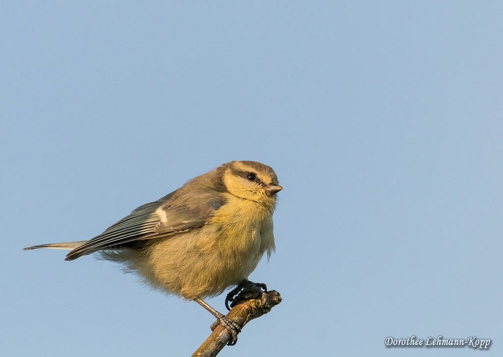 Blaumeise juvenil
