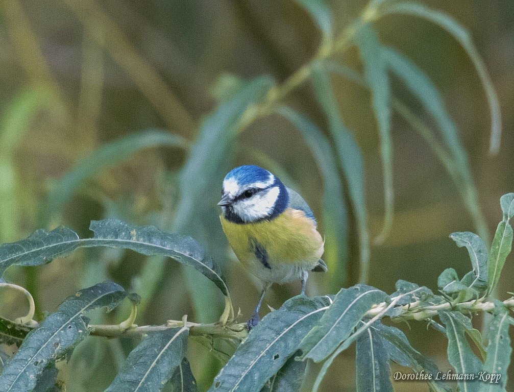 Blaumeise