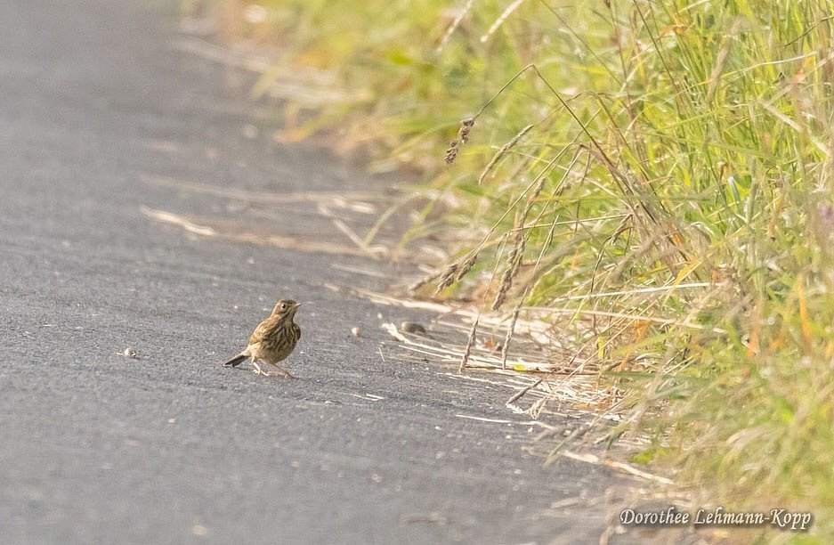 Wiesenpieper, Belegbilder
