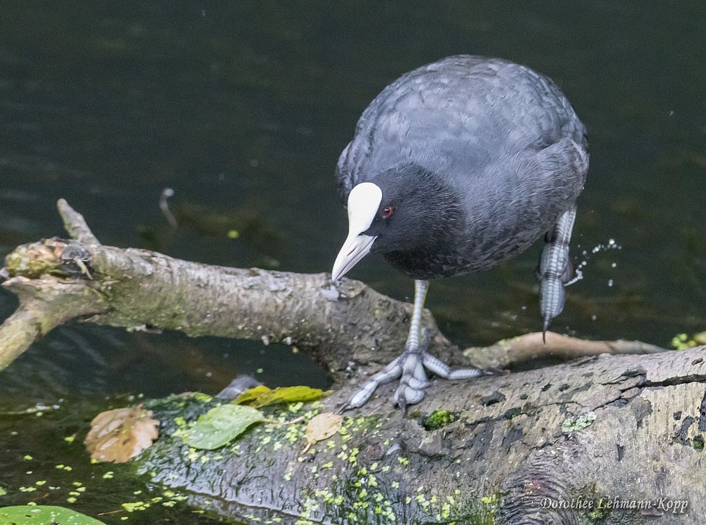 Blaessralle