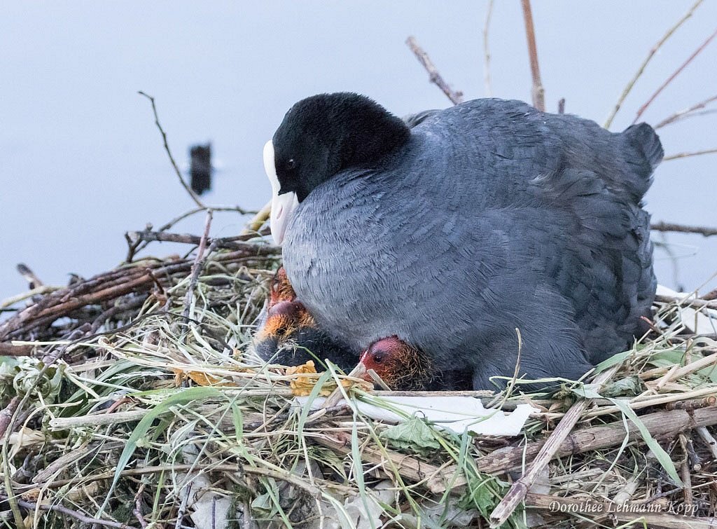 Blaessralle Nestphase
