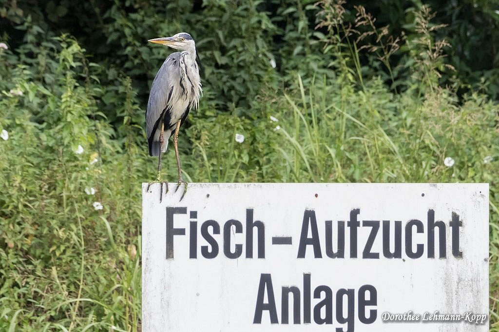 Graureiher