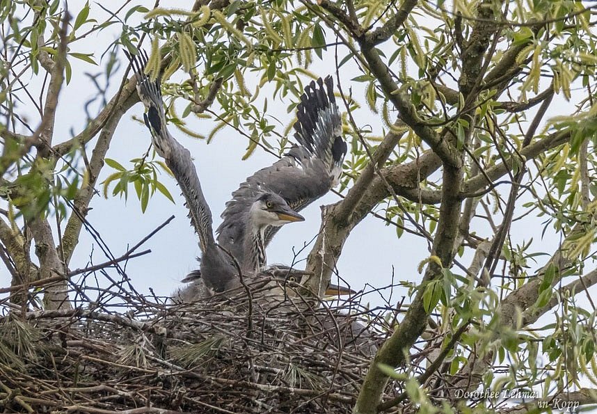 Und noch ein weiteres benachbartes Nest...