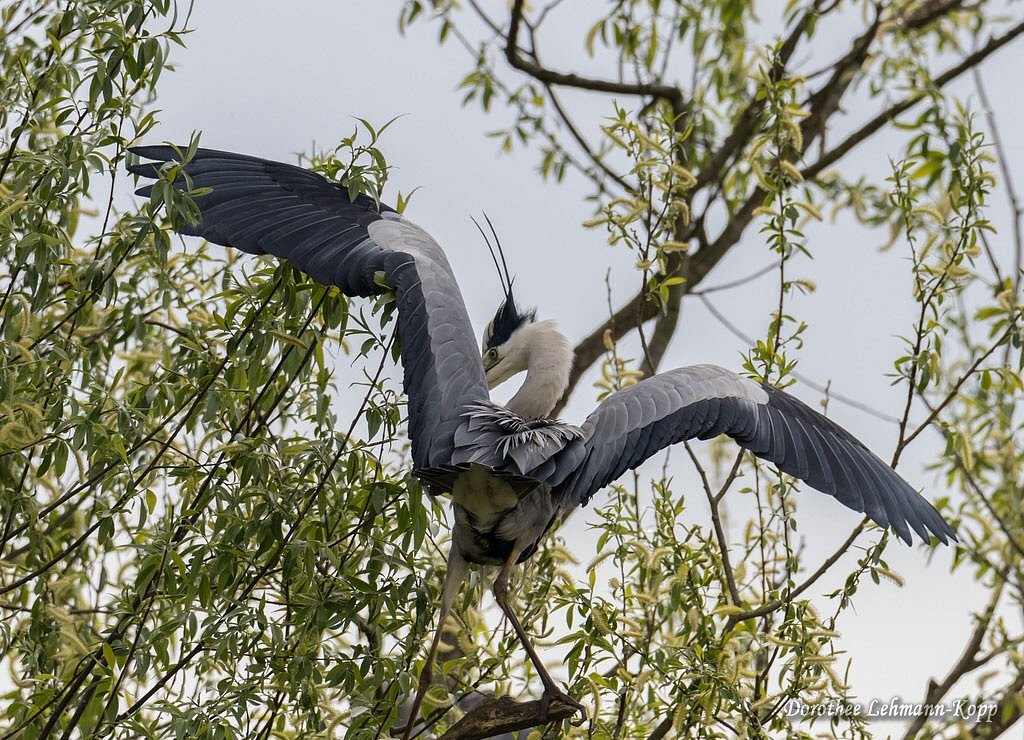 170412-stauseebogen-013.jpg