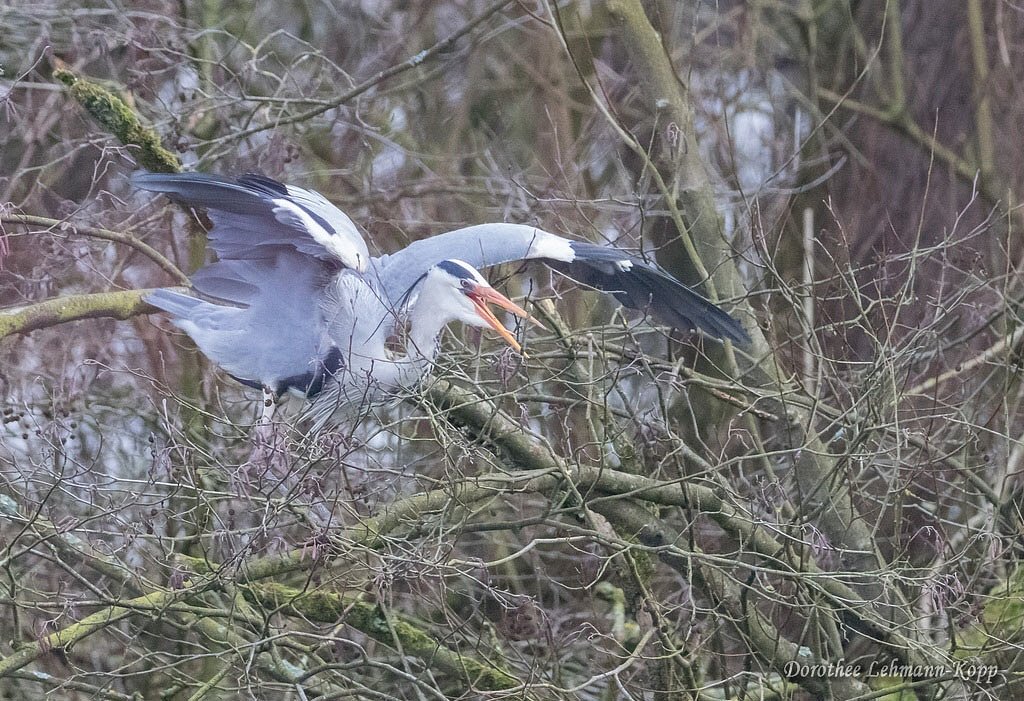 Nestbauarbeiten