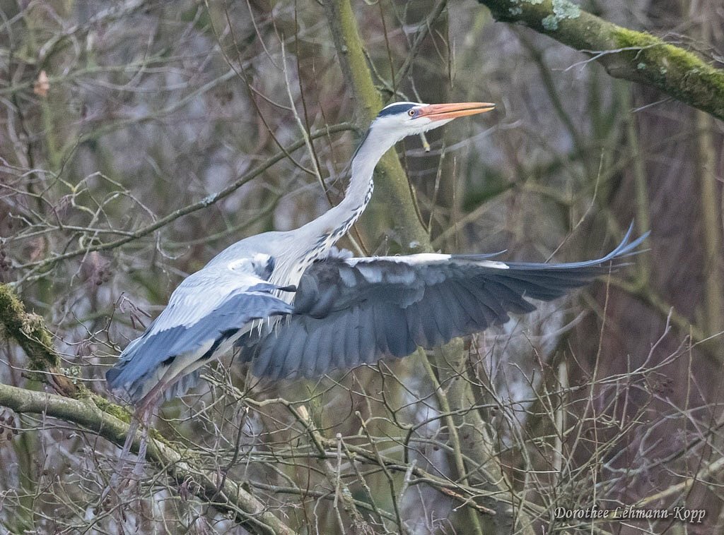 Nestbauarbeiten