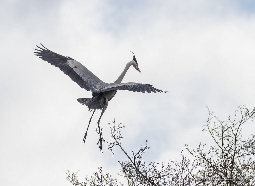Anflug auf die Wipfel der Graureiherkolonie