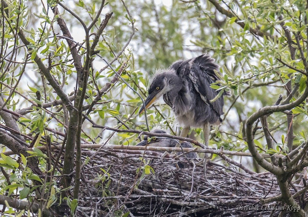 Dreier-Nest