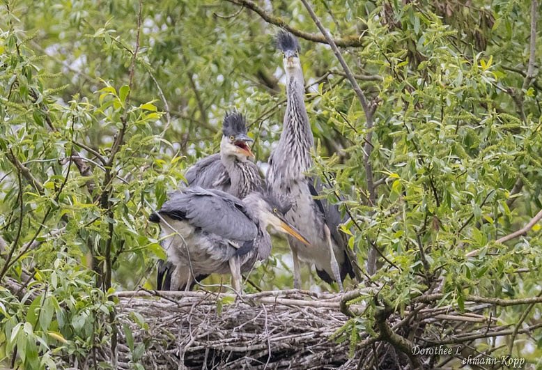 Dreier-Nest