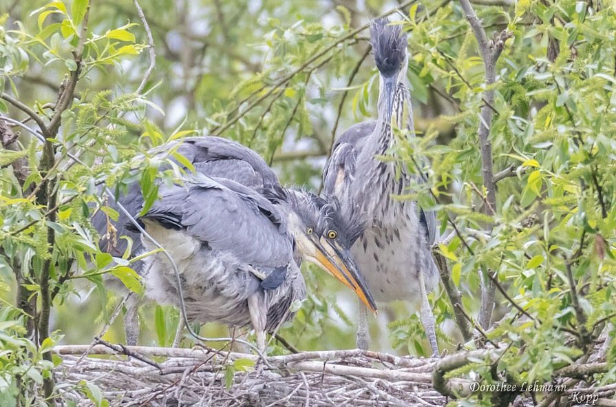 Dreier-Nest