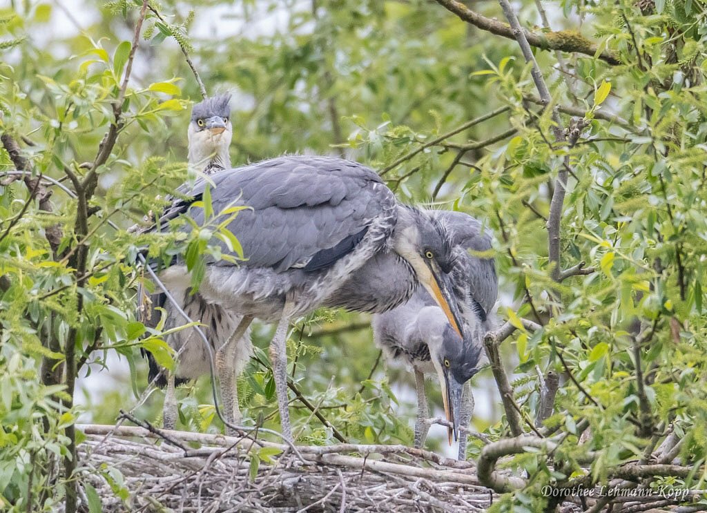 Dreier-Nest