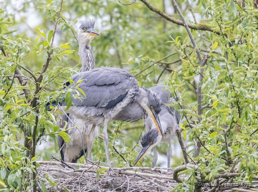 Dreier-Nest