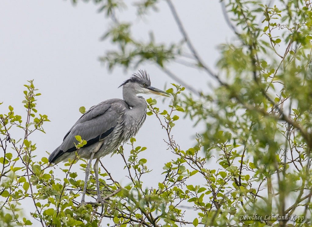 Erste Ausfluege im Baum